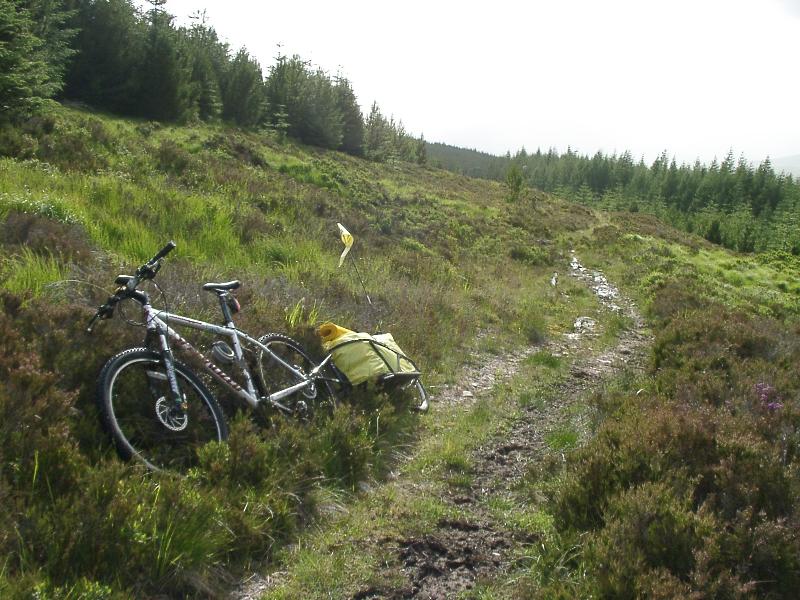 up through the woods