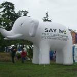 a big white elephant